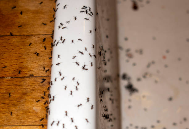 Best Ant Control Services  in Whitehall, OH
