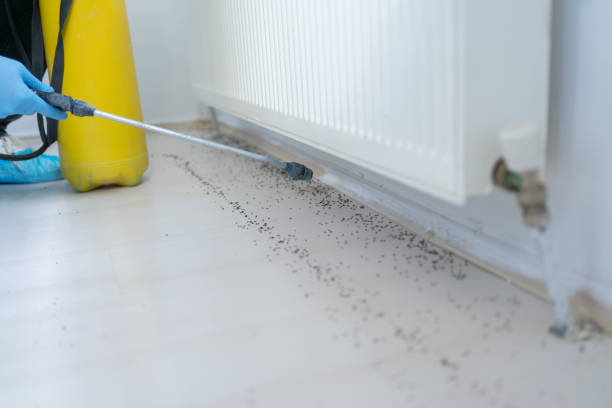 Best Affordable Pest Control Services  in Whitehall, OH